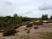 Landscape near Lake Reinders of Maasduinen National Park. Limburg, Netherlands  Landscape near Lake Kinsel of Maasduinen National Park. Limburg, Netherlands : brown, dried out, drought, dry, Europe, European, forest, heath, heather, heathland, hot summer, lake, landscape, Limburg, Maasduinen, National Park, natural, nature, nature reserve, Netherlands, NP, Reinders, Reindersmeer, rural landscape, sand, scenic, water, woodland