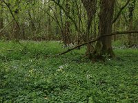 NL, Limburg, Echt-Susteren, Doort 102, Saxifraga-Hans Boll