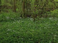 NL, Limburg, Echt-Susteren, Doort 103, Saxifraga-Hans Boll