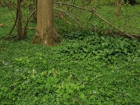 NL, Limburg, Echt-Susteren, Doort 104, Saxifraga-Hans Boll