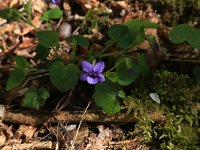 NL, Limburg, Echt-Susteren, Doort 119, Saxifraga-Hans Boll