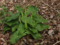 NL, Limburg, Echt-Susteren, Doort 127, Saxifraga-Hans Boll