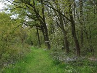 NL, Limburg, Echt-Susteren, Doort 139, Saxifraga-Hans Boll