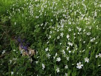 NL, Limburg, Echt-Susteren, Doort 145, Saxifraga-Hans Boll