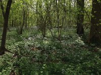 NL, Limburg, Echt-Susteren, Doort 30, Saxifraga-Hans Boll