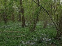 NL, Limburg, Echt-Susteren, Doort 33, Saxifraga-Hans Boll