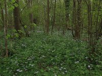 NL, Limburg, Echt-Susteren, Doort 38, Saxifraga-Hans Boll