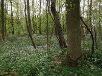 NL, Limburg, Echt-Susteren, Doort 39, Saxifraga-Hans Boll