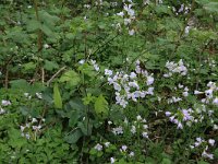 NL, Limburg, Echt-Susteren, Doort 41, Saxifraga-Hans Boll