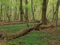 NL, Limburg, Echt-Susteren, Doort 52, Saxifraga-Hans Boll