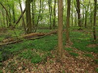 NL, Limburg, Echt-Susteren, Doort 54, Saxifraga-Hans Boll