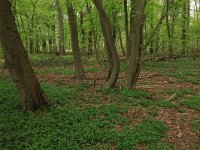 NL, Limburg, Echt-Susteren, Doort 57, Saxifraga-Hans Boll