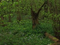 NL, Limburg, Echt-Susteren, Doort 61, Saxifraga-Hans Boll