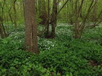 NL, Limburg, Echt-Susteren, Doort 76, Saxifraga-Hans Boll