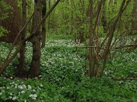 NL, Limburg, Echt-Susteren, Doort 77, Saxifraga-Hans Boll