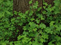 NL, Limburg, Echt-Susteren, Doort 78, Saxifraga-Hans Boll