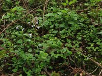 NL, Limburg, Echt-Susteren, Doort 8, Saxifraga-Hans Boll