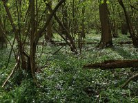 NL, Limburg, Echt-Susteren, Doort 90, Saxifraga-Hans Boll