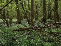 NL, Limburg, Echt-Susteren, Doort 91, Saxifraga-Hans Boll