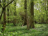 NL, Limburg, Echt-Susteren, Doort 92, Saxifraga-Hans Boll