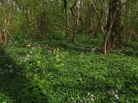 NL, Limburg, Echt-Susteren, Doort 96, Saxifraga-Hans Boll