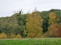 NL, Limburg, Eijsden-Margraten, S of Noorbeek 2, Saxifraga-Tom Heijnen