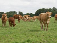 NL, Limburg, Eijsden-Margraten, near Vroelen 1, Saxifraga-Tom Heijnen