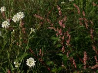 NL, Limburg, Gennep, Milsbeek 1, Saxifraga-Hans Boll