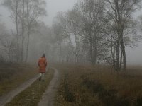 NL, Limburg, Horst aan de Maas, Mariapeel 4, Saxifraga-Jan van der Straaten