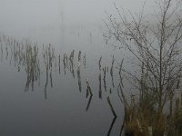 NL, Limburg, Horst aan de Maas, Mariapeel 6, Saxifraga-Jan van der Straaten