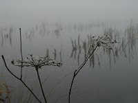 NL, Limburg, Horst aan de Maas, Mariapeel 7, Saxifraga-Marijke Verhagen