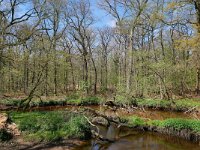 NL, Limburg, Leudal, Leubeek 6, Saxifraga-Tom Heijnen