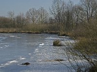 NL, Limburg, Nederweert, Groote Peel 11, Saxifraga-Jan van der Straaten