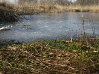 NL, Limburg, Nederweert, Groote Peel 17, Saxifraga-Jan van der Straaten