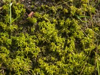 NL, Limburg, Nederweert, Groote Peel 29, Saxifraga-Jan van der Straaten