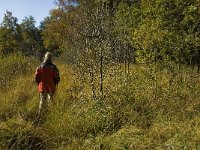 NL, Limburg, Nederweert, In den Vloed 17, Saxifraga-Jan van der Straaten