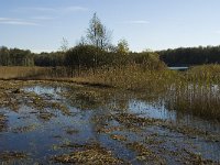 NL, Limburg, Nederweert, In den Vloed 23, Saxifraga-Jan van der Straaten