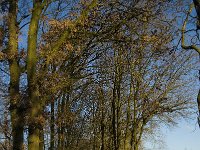 NL, Limburg, Nederweert, Laarderheide 2, Saxifraga-Jan van der Straaten