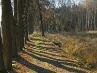 NL, Limburg, Nederweert, Middelste Hout 3, Saxifraga-Jan van der Straaten