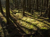 NL, Limburg, Nederweert, Middelste Hout 6, Saxifraga-Jan van der Straaten