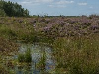 NL, Limburg, Nederweert, Ospelse Peel 3, Saxifraga-Marijke Verhagen