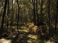 NL, Limburg, Nederweert, Weerterbosch 5, Saxifraga-Jan van der Straaten