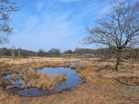 NL, Limburg, Roerdalen, Meinweg 12, Saxifraga-Tom Heijnen