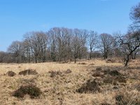 NL, Limburg, Roerdalen, Meinweg 2, Saxifraga-Tom Heijnen