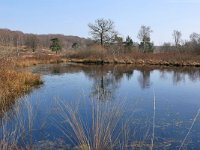 NL, Limburg, Roerdalen, Meinweg 7, Saxifraga-Tom Heijnen