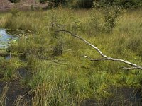 NL, Limburg, Roerdalen, Meinweg, Rolven 3, Saxifraga-Marijke Verhagen