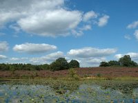 NL, Limburg, Roerdalen, Meinweg, Rolven 5, Saxifraga-Jan van der Straaten