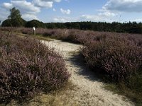 NL, Limburg, Roerdalen, Meinweg, Waalsberg 3, Saxifraga-Marijke Verhagen