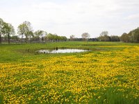 NL, Limburg, Roerdalen, Montfort 1, Saxifraga-Bart Vastenhouw