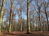 NL, Limburg, Roerdalen, Posterholt 5, Saxifraga-Bart Vastenhouw